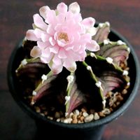 サボテン,ギムノカリキウム　ミハノビッチVOS1241,多肉植物,サボテンの花,痛くないサボテンの画像