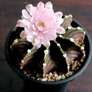 サボテン,ギムノカリキウム　ミハノビッチVOS1241,多肉植物,サボテンの花,痛くないサボテンの画像