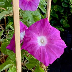 アサガオ,朝顔,日本朝顔,夏の花,マンションの画像