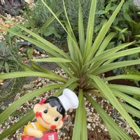 カラー,ワタの花(綿花),コルジリネ オーストラリス ペコ,今日のお花,ペコちゃん祭りの画像