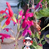 チェリーセージ,キュンキュン乙女倶楽部,GSの繋がりに感謝♡,ペコちゃん祭り,真っ赤な火曜日の画像
