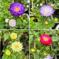 アスター,種から,花のある暮らし,季節のお花,我が家のお花の画像