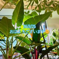 パキラ,モンステラ,フィロデンドロン,モンステラ デリシオーサ,フィロデンドロン ロジョコンゴの画像