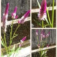 ノゲイトウ,コラージュ仲間達,お出かけ先の画像