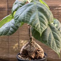 フィルミアナ コロラータ,多肉植物,塊根植物,コーデックス,花のある暮らしの画像