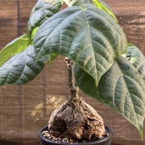 フィルミアナ コロラータ,多肉植物,塊根植物,コーデックス,花のある暮らしの画像