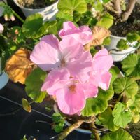 シュウメイギク,ゼラニウム,ペンタス,スーパーランタナ・トロピカルサンセット,花のある暮らしの画像