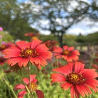 ガイラルディア,ありがとう♡,感謝♡,今日も笑顔で♡,お花に癒されての画像