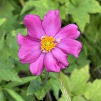 シュウメイギク,秋明菊,※実家の庭,例年より早いの画像