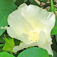 ワタ,華やか,綺麗,スマホ撮影,お写んぽの画像