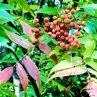 ナナカマド,七竈,夏の花,北海道,グリーン！グリーン！グリーン！の画像
