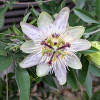 トケイソウ,時計草(トケイソウ),トケイソウの花,ご近所散歩の画像