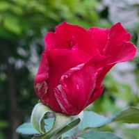 ルッコラ,グリーンサンローズ,GSのみなさんに感謝♡,素敵な出会いに感謝,ばら バラ 薔薇の画像
