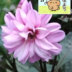 ダリア,ピンクの花,プランター栽培,あっ火曜日,ダリアの栽培の画像