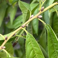 モモ,モモ,実生,桃の蕾,ベランダ園芸の画像