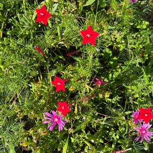 ルコウソウ,花が好き,無農薬❤家庭菜園,野菜が好き,庭の画像
