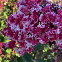 サルスベリ,サルスベリ,ご近所の庭,花に癒されて,花友さんにエールの画像
