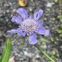 マツムシソウ,ユウゼンギク,山野草,花のある暮らし,繋がりに感謝✨の画像
