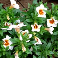 カリブラコア,鉢植え,南側の軒下,玄関アプローチの画像