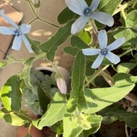ブルースター,ブルースター,ハイビスカス ミセスユミ,江戸風情,ブルーの花の画像