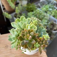  ブロンズ姫,多肉寄せ植え,多肉植物のある暮らし,多肉だいすき,バルコニー/ベランダの画像