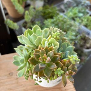  ブロンズ姫,多肉寄せ植え,多肉植物のある暮らし,多肉だいすき,バルコニー/ベランダの画像