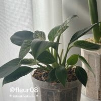 フィロデンドロン,フィロデンドロン・バーキン,観葉植物,インドアグリーン,インテリアグリーンの画像