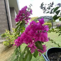 ブーゲンビリア,ピンクのお花,庭の画像