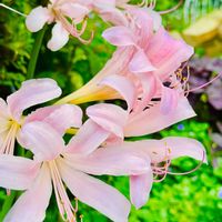 ナツズイセン,球根,地植え,2026♡マイ♡ガーデン,小さな庭の画像
