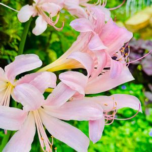 ナツズイセン,球根,地植え,2026♡マイ♡ガーデン,小さな庭の画像