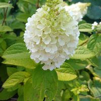 ピラミッドアジサイ,ノリウツギ,糊空木,panicle hydrangea,カナダの画像