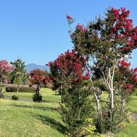 サルスベリ,マリーゴールド,公園,ウォーキングの画像