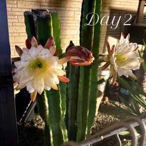 サボテン,柱サボテン,鬼面角,サボテンの花,一夜限りの花の画像