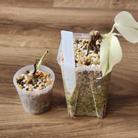 モンステラ,モンステラ ホワイトタイガー,観葉植物,室内組,モンステラ ボルシギアナ 斑入りの画像