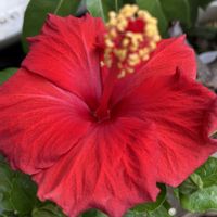 ハイビスカス,ミニバラ,ミズヒキ,ベニバナサルビア,花のある暮らしの画像