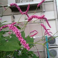 オオケタデの画像