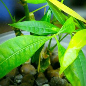 パキラ,パキラ,観葉植物,ハイドロカルチャー,グリーンの画像