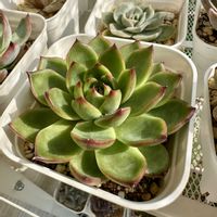 ブラッドブリアナ,ブラッドブリアナ,秋宴,秋宴,多肉植物の画像
