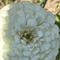 ジニア,ヒャクニチソウ,花壇,ガーデニング,山野草の画像