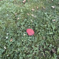 マトリカリア,枯れ葉,アイスバーグ,瑠璃玉アザミ,フランス小菊（マトリカリア）の画像