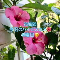 ハイビスカス,フィロデンドロン,フィロデンドロン ロジョコンゴ,インドアハイビスカス サニーシティー,ハイビスカス NEWロングライフシリーズの画像