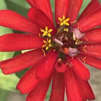 ジニア,ヒャクニチソウ,花壇,ガーデニング,山野草の画像