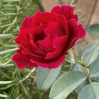 ローズマリー,アメジストセージ,オデュッセイア,花のある暮らし,私の庭の画像