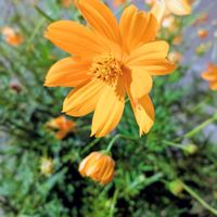 アベリア,キバナコスモス,キバナコスモス,タカサゴユリ,ヤマイモの花蕾の画像