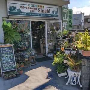 多肉植物,ウラボシ科,ビカクシダ属,食中植物,塊根の画像