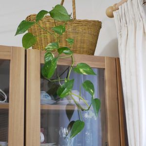 NO GREEN  NO LIFE,お部屋のグリーンの画像
