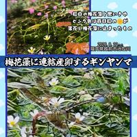 百日紅,梅花藻,ギンヤンマ,福井県越前市,連結産卵の画像