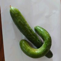 キュウリ,家庭菜園の画像