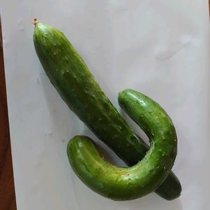 キュウリ,家庭菜園の画像