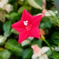 ルコウソウ,ルコウソウ,赤いお花,真っ赤なお花,真っ赤な火曜日の画像